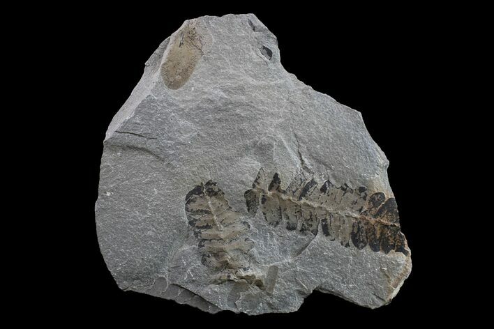 Pennsylvanian Fossil Fern (Neuropteris) Plate - Kentucky #154670